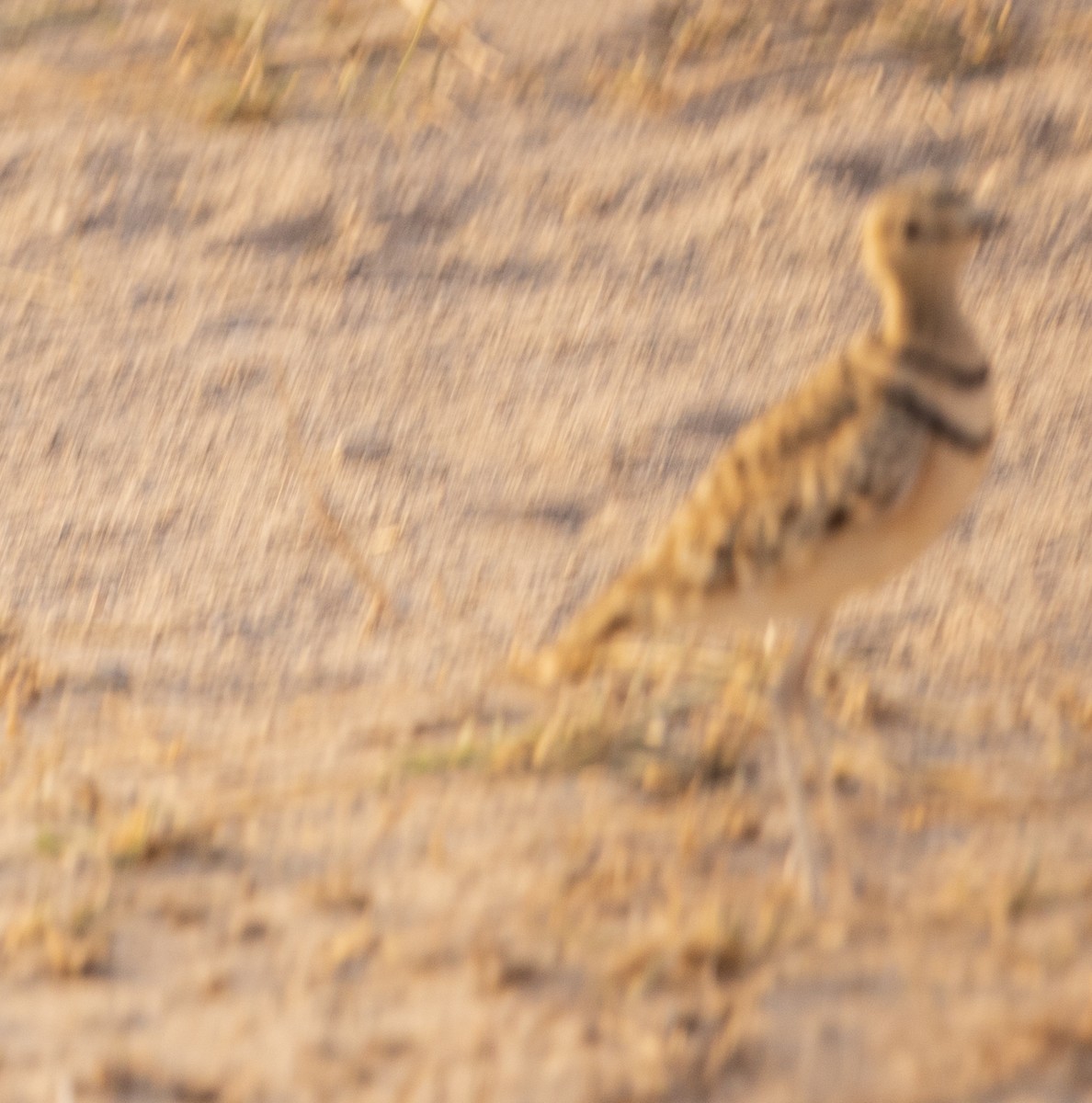 Double-banded Courser - ML616828154