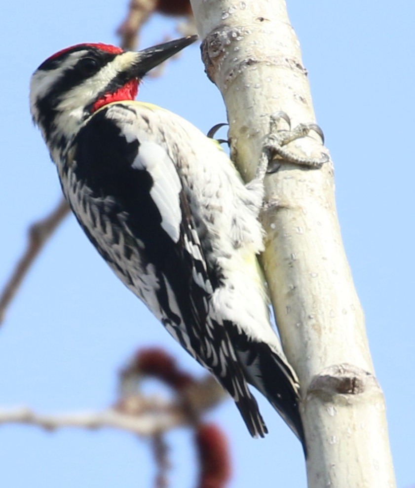 Yellow-bellied Sapsucker - Don Coons