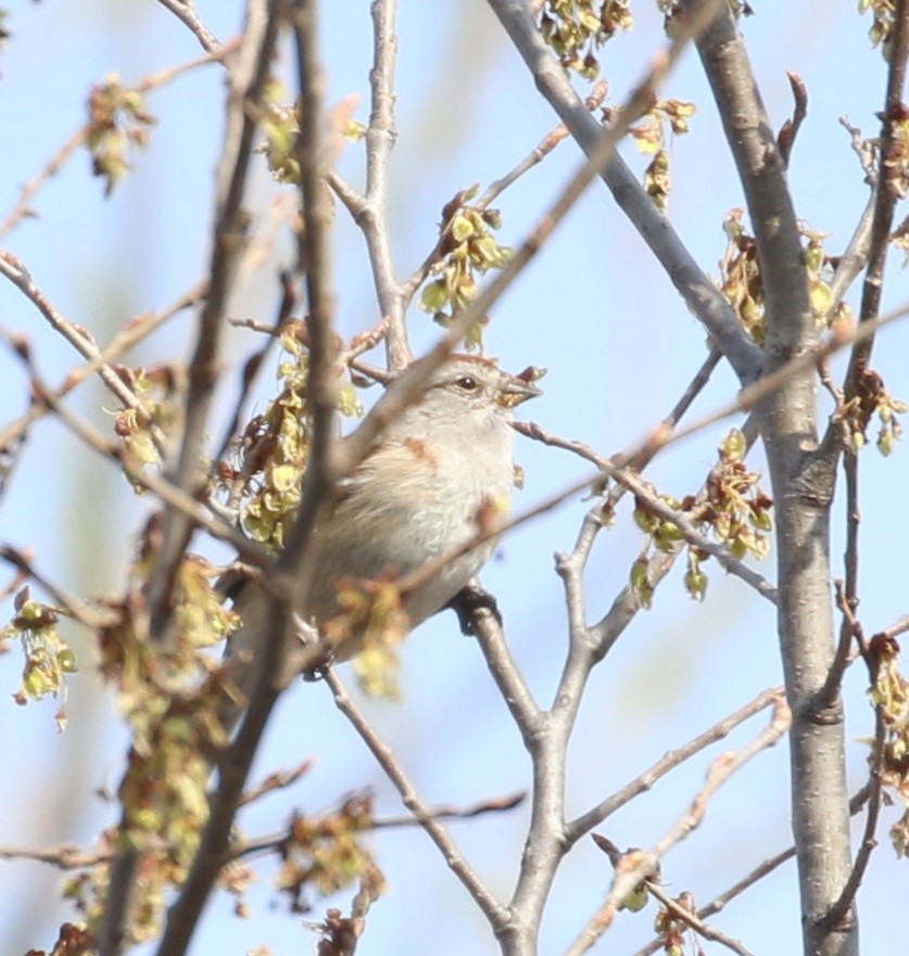 American Tree Sparrow - ML616828218