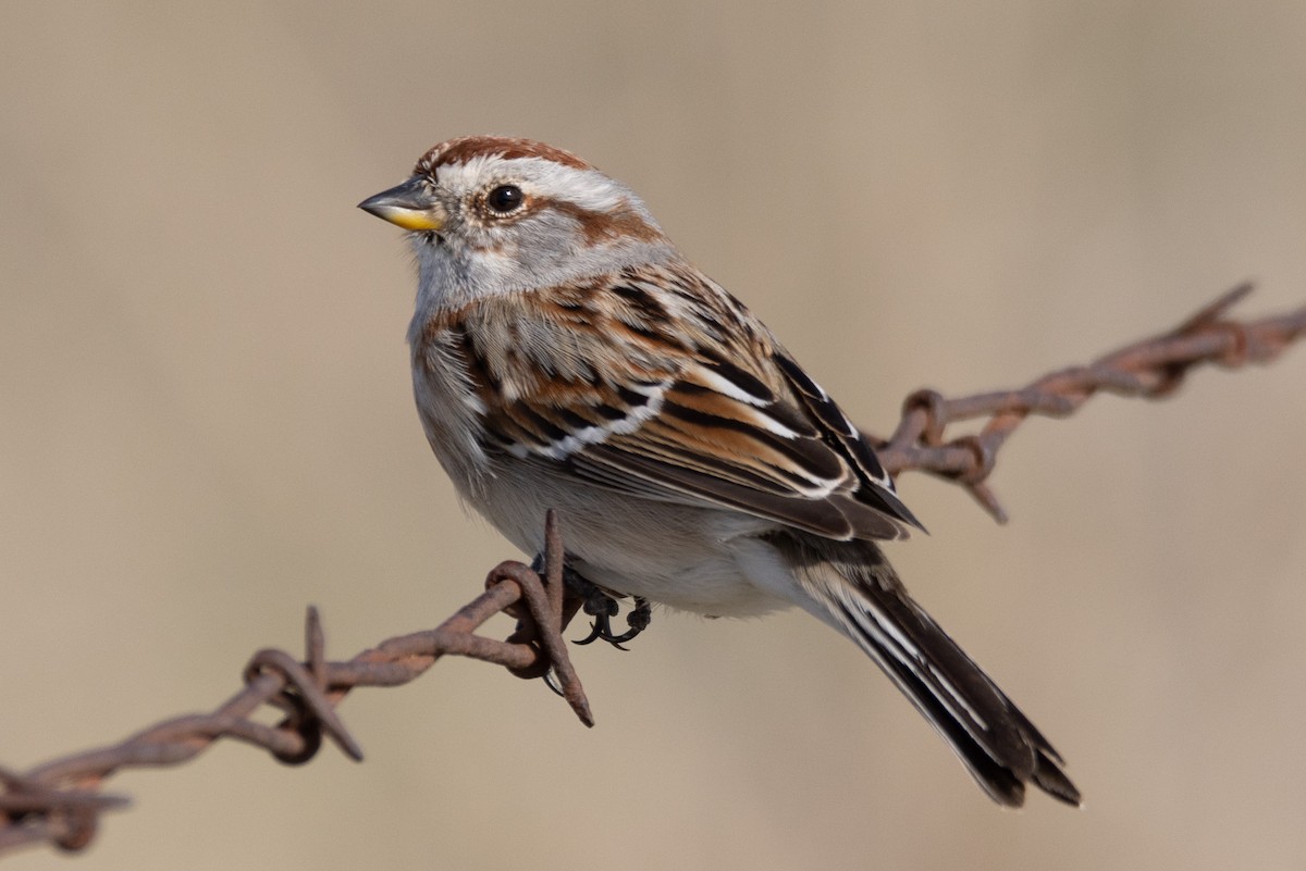 American Tree Sparrow - ML616828337