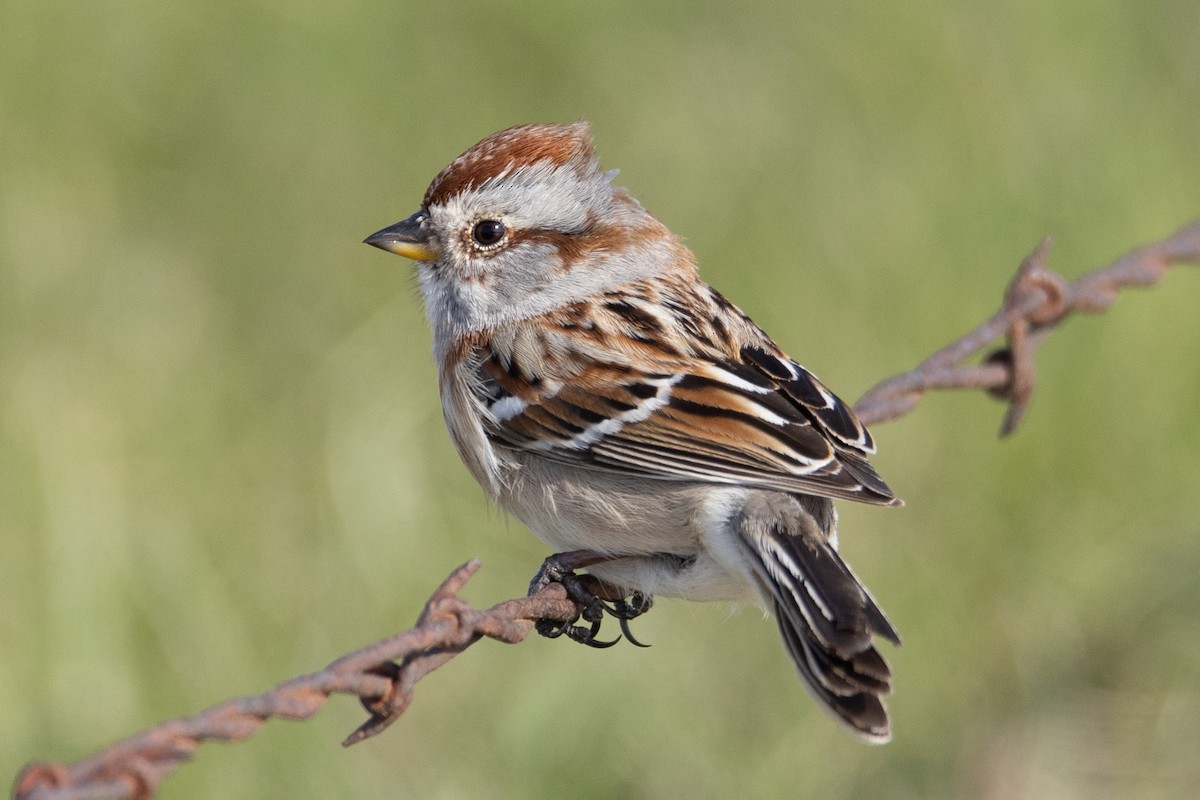 American Tree Sparrow - ML616828339