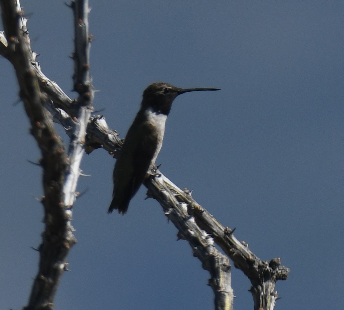 Black-chinned Hummingbird - ML616828377