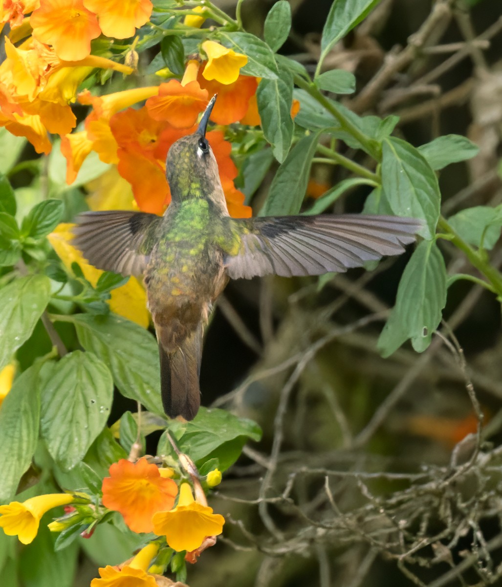 kolibřík hnědotemenný - ML616828396