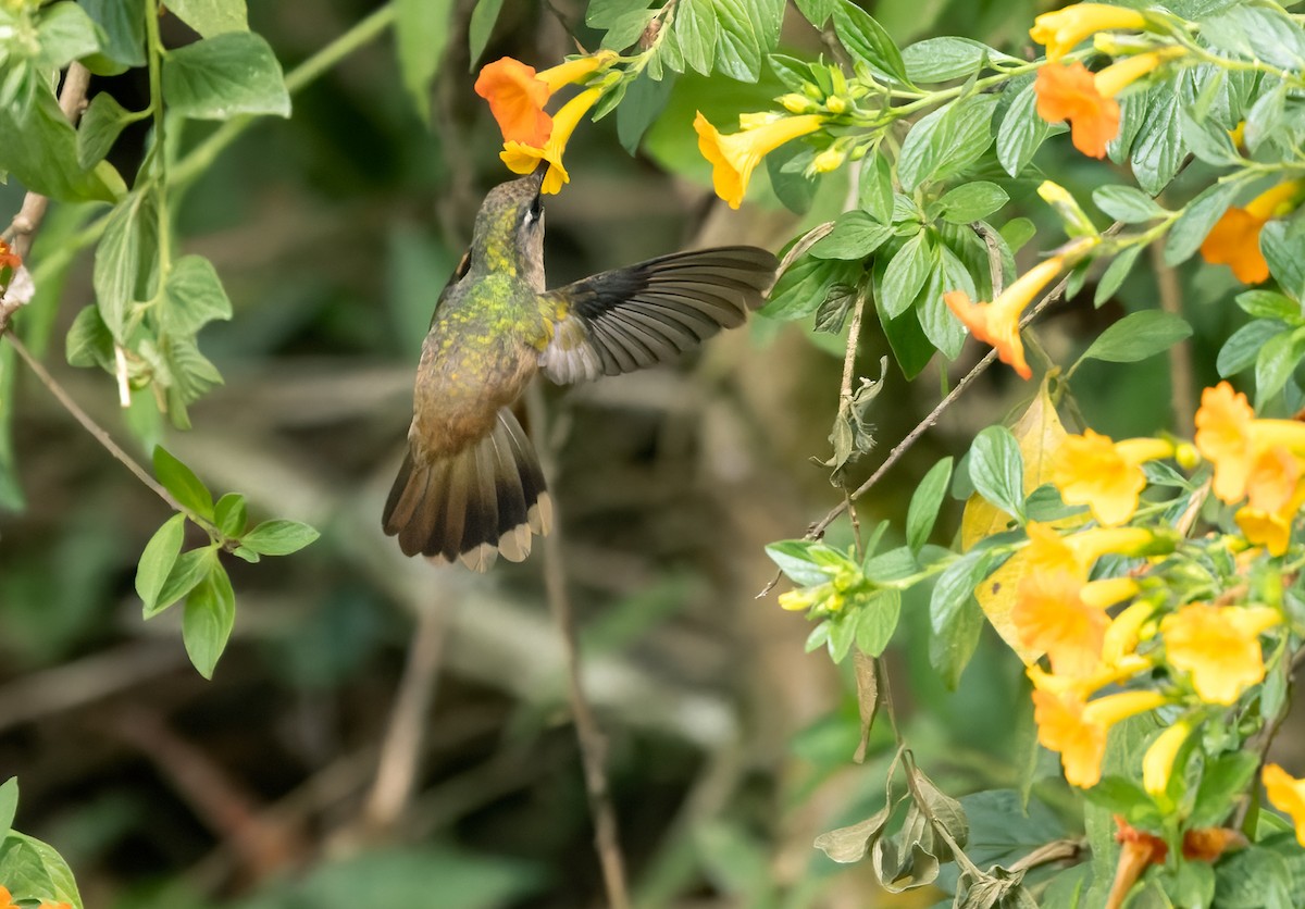 Santa Marta Blossomcrown - Lars Petersson | My World of Bird Photography