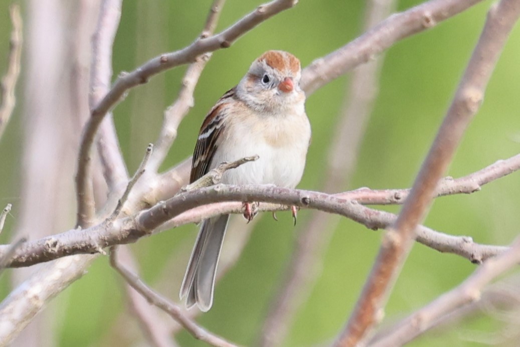 Field Sparrow - ML616828410