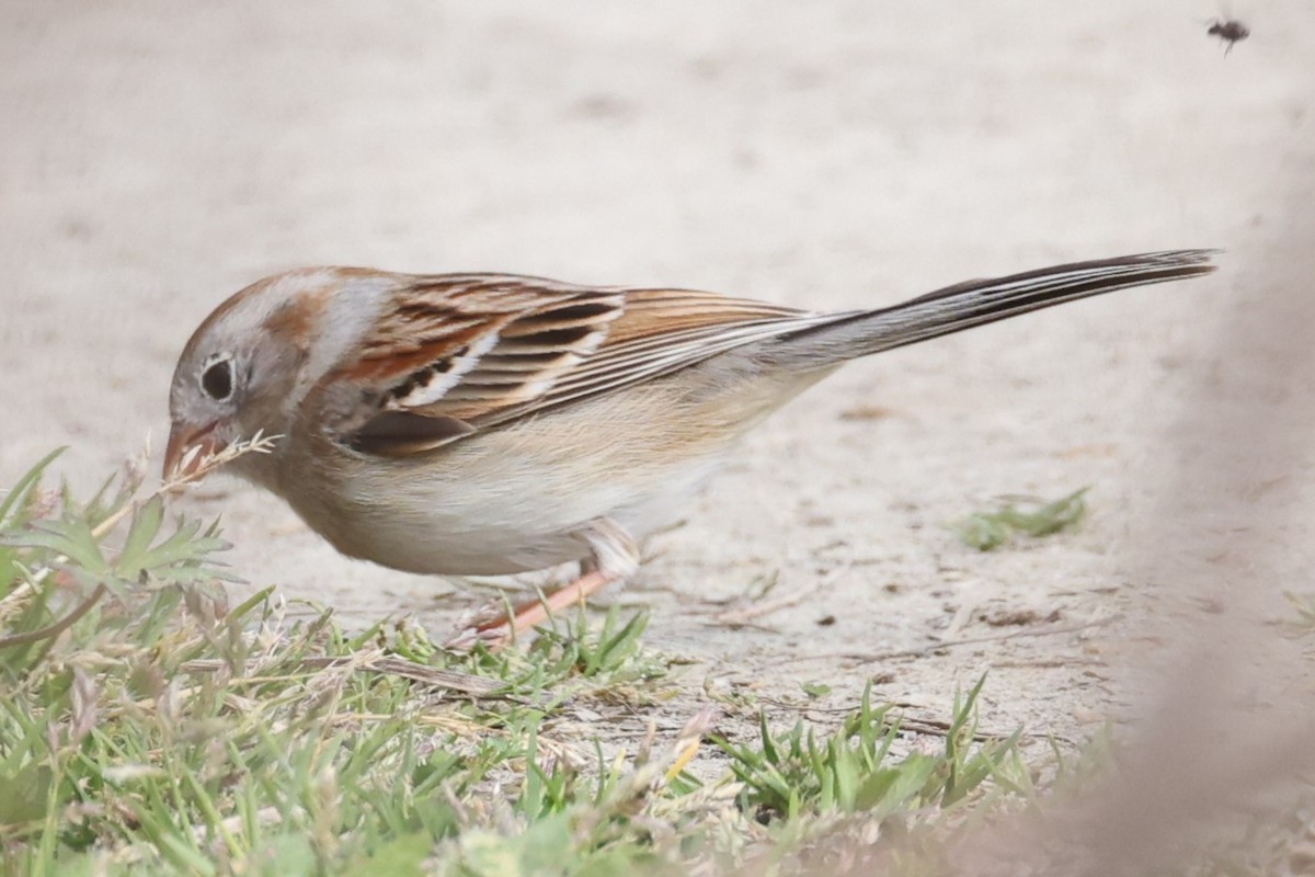 Field Sparrow - ML616828417