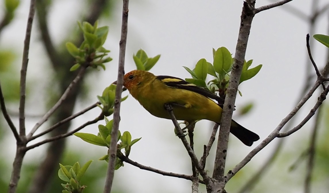 Western Tanager - ML616828569