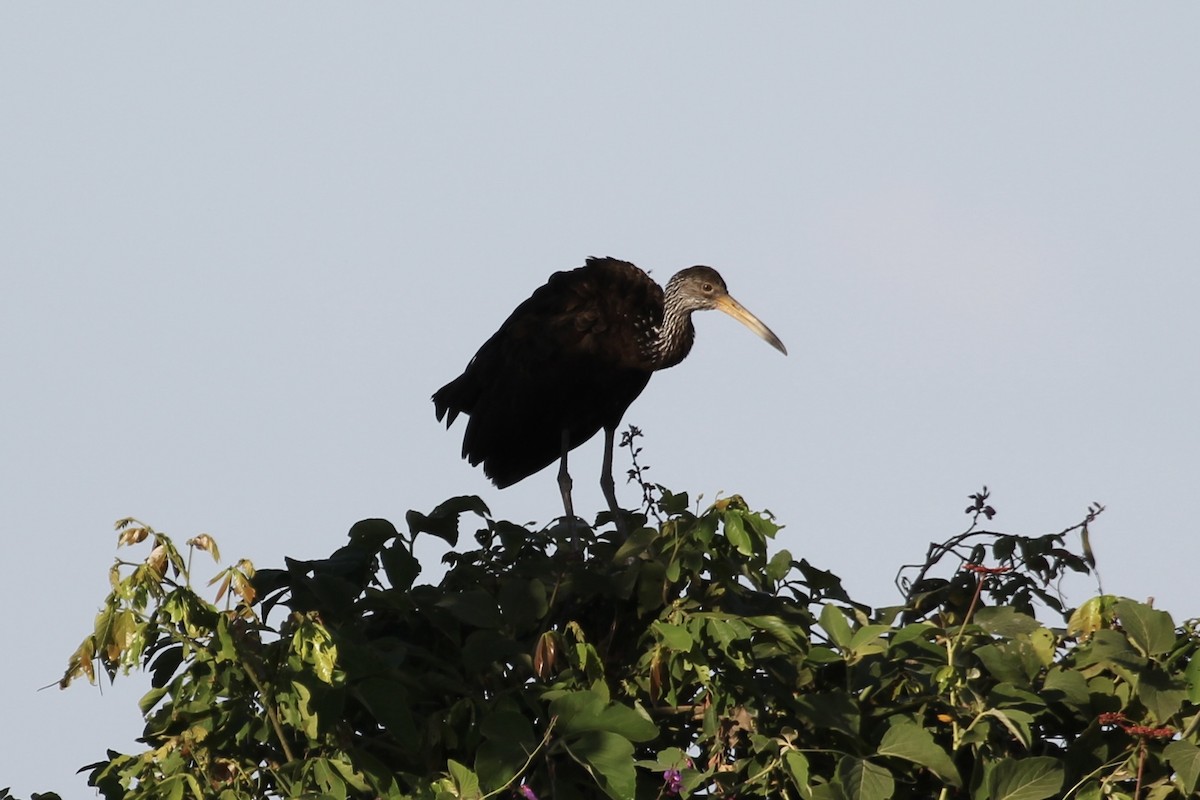 Limpkin (Brown-backed) - ML616828577