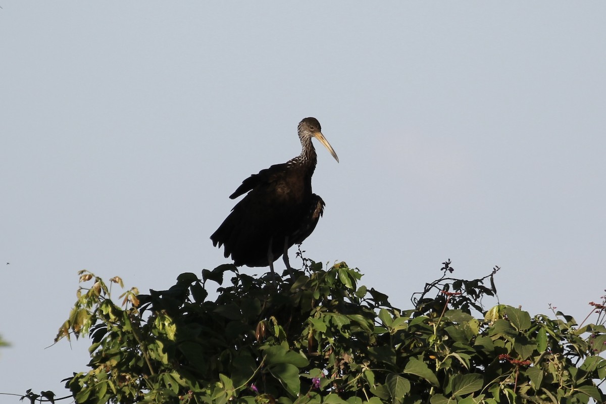 Limpkin (Brown-backed) - ML616828578