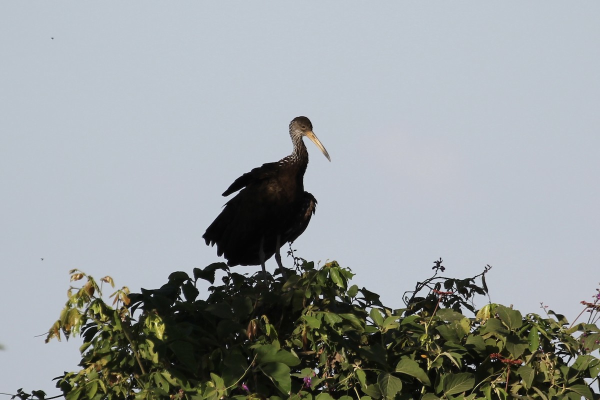 Limpkin (Brown-backed) - ML616828579