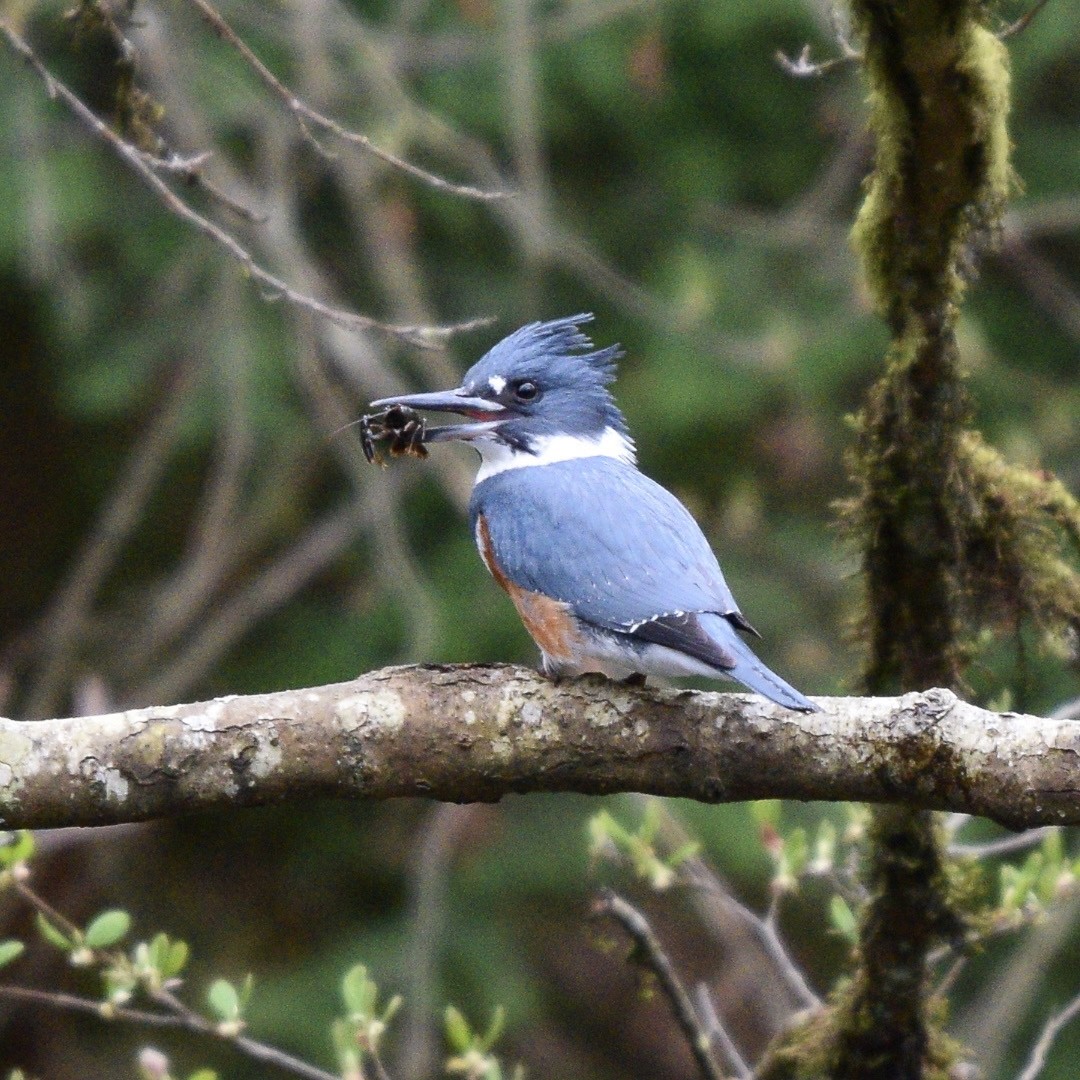 Belted Kingfisher - ML616828582