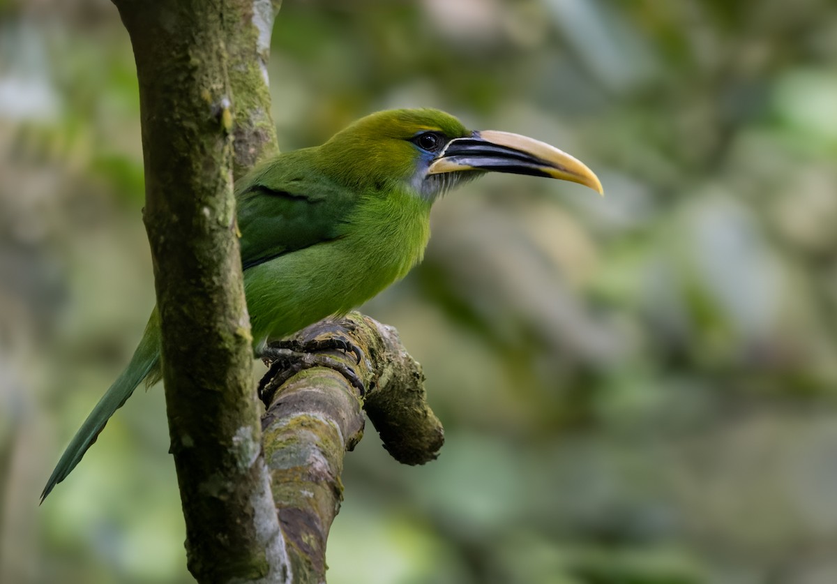 Groove-billed Toucanet (Yellow-billed) - ML616828745
