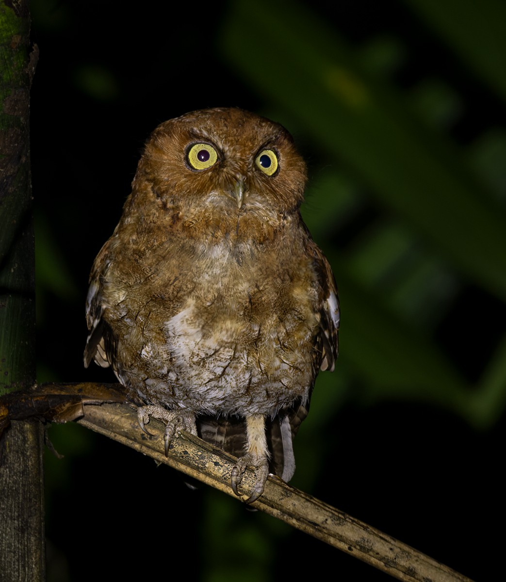 Santa Marta Screech-Owl - Lars Petersson | My World of Bird Photography