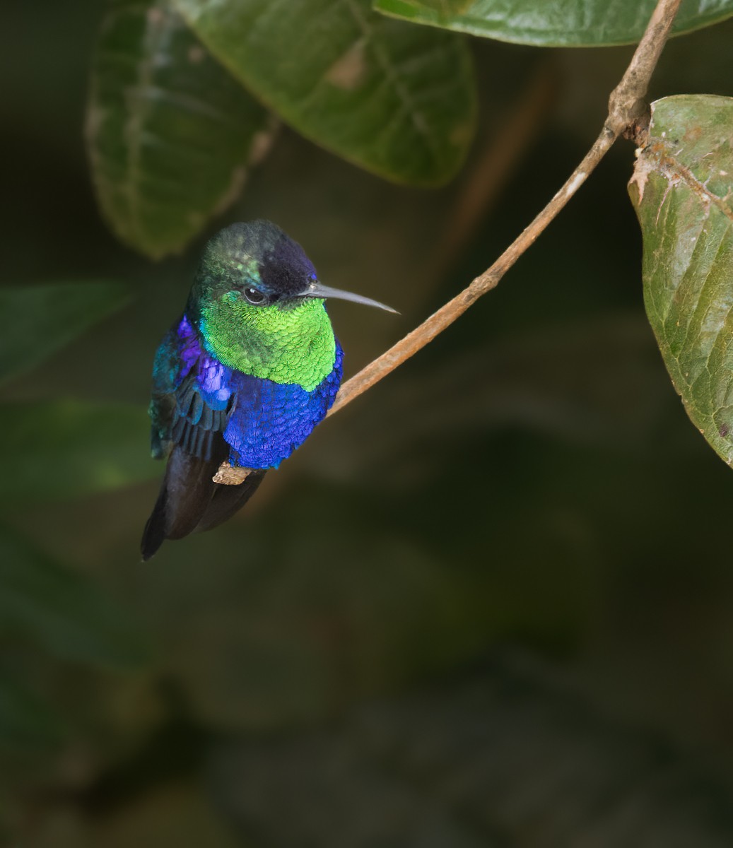 Crowned Woodnymph (Colombian Violet-crowned) - ML616828756
