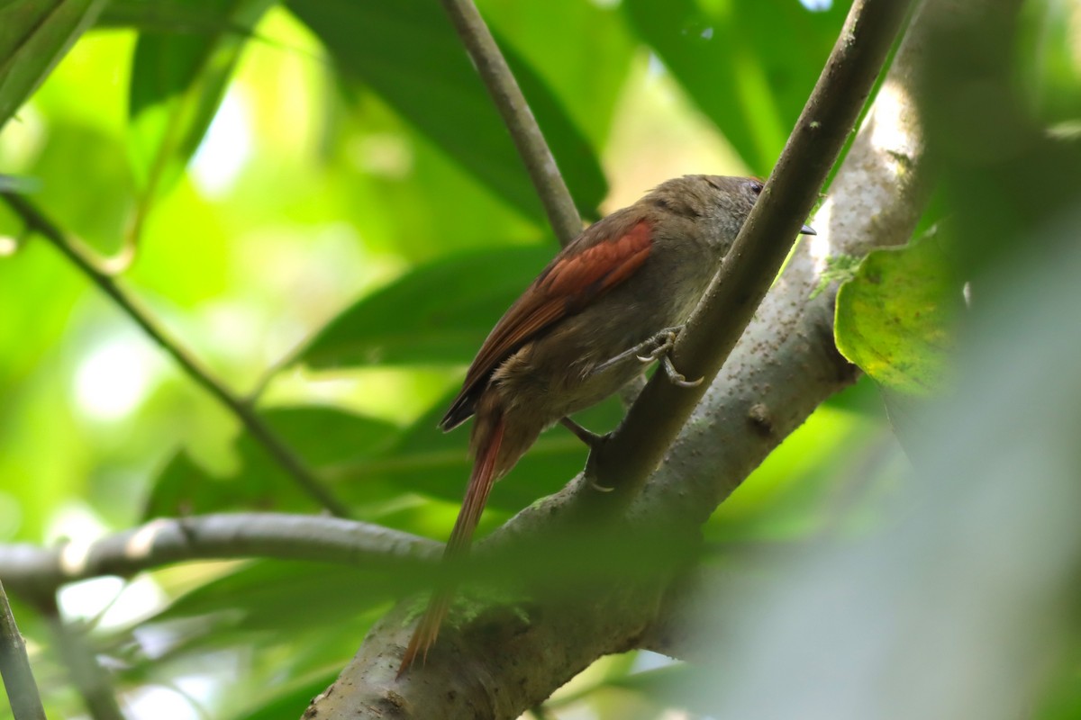 Ash-browed Spinetail - ML616828797