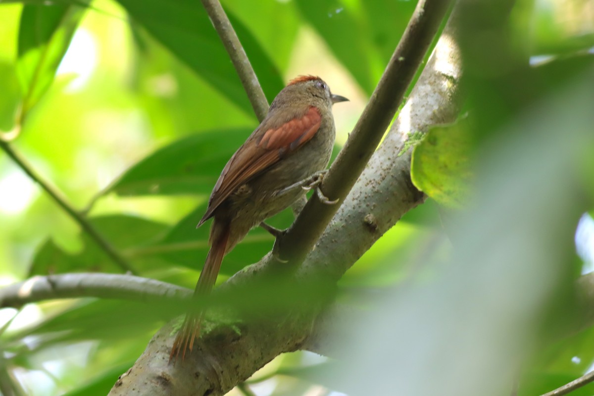 Ash-browed Spinetail - ML616828799