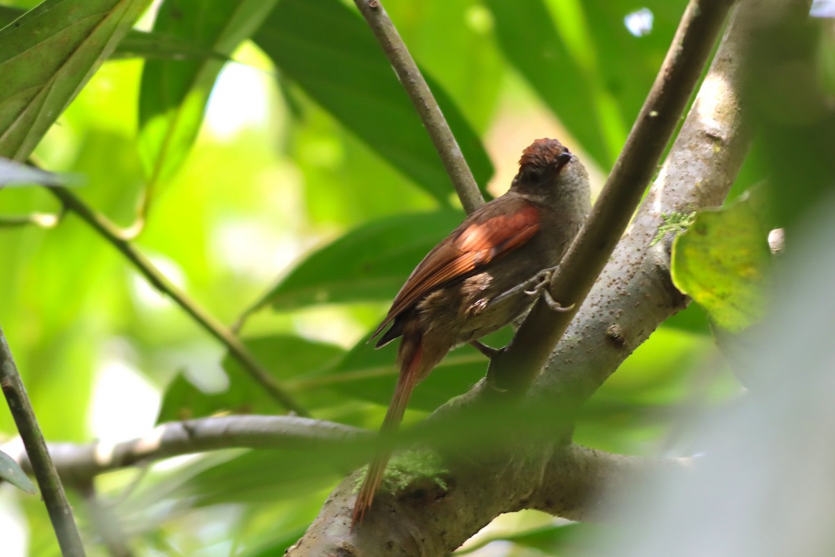 Ash-browed Spinetail - ML616828800