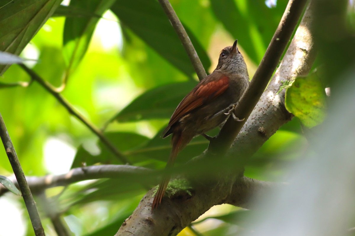 Ash-browed Spinetail - ML616828801