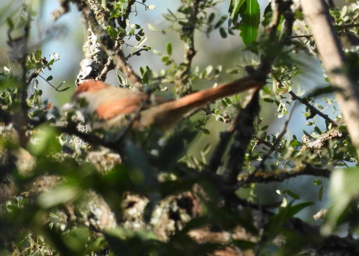 Sooty-fronted Spinetail - ML616828802