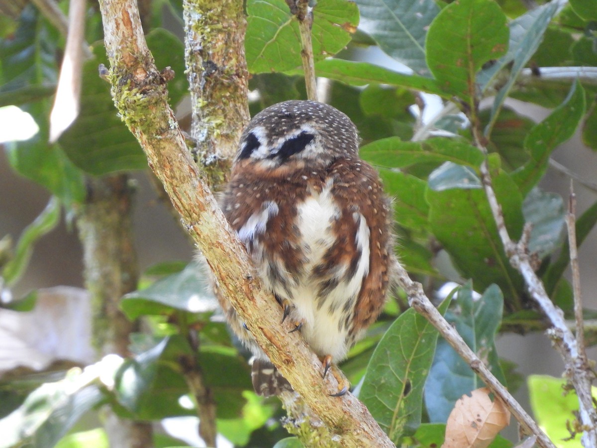 Costa Rican Pygmy-Owl - ML616828815