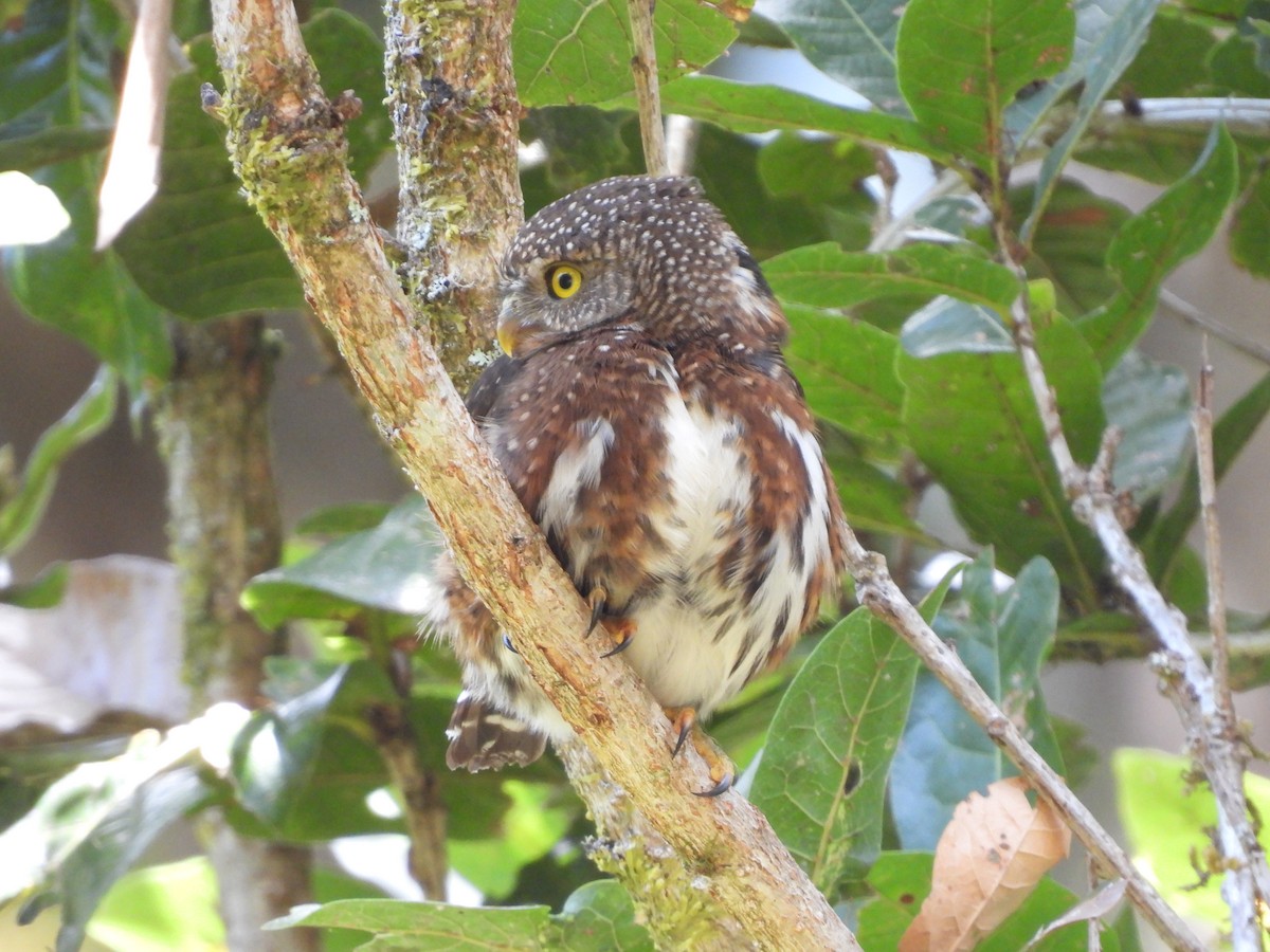 Costa Rican Pygmy-Owl - ML616828816