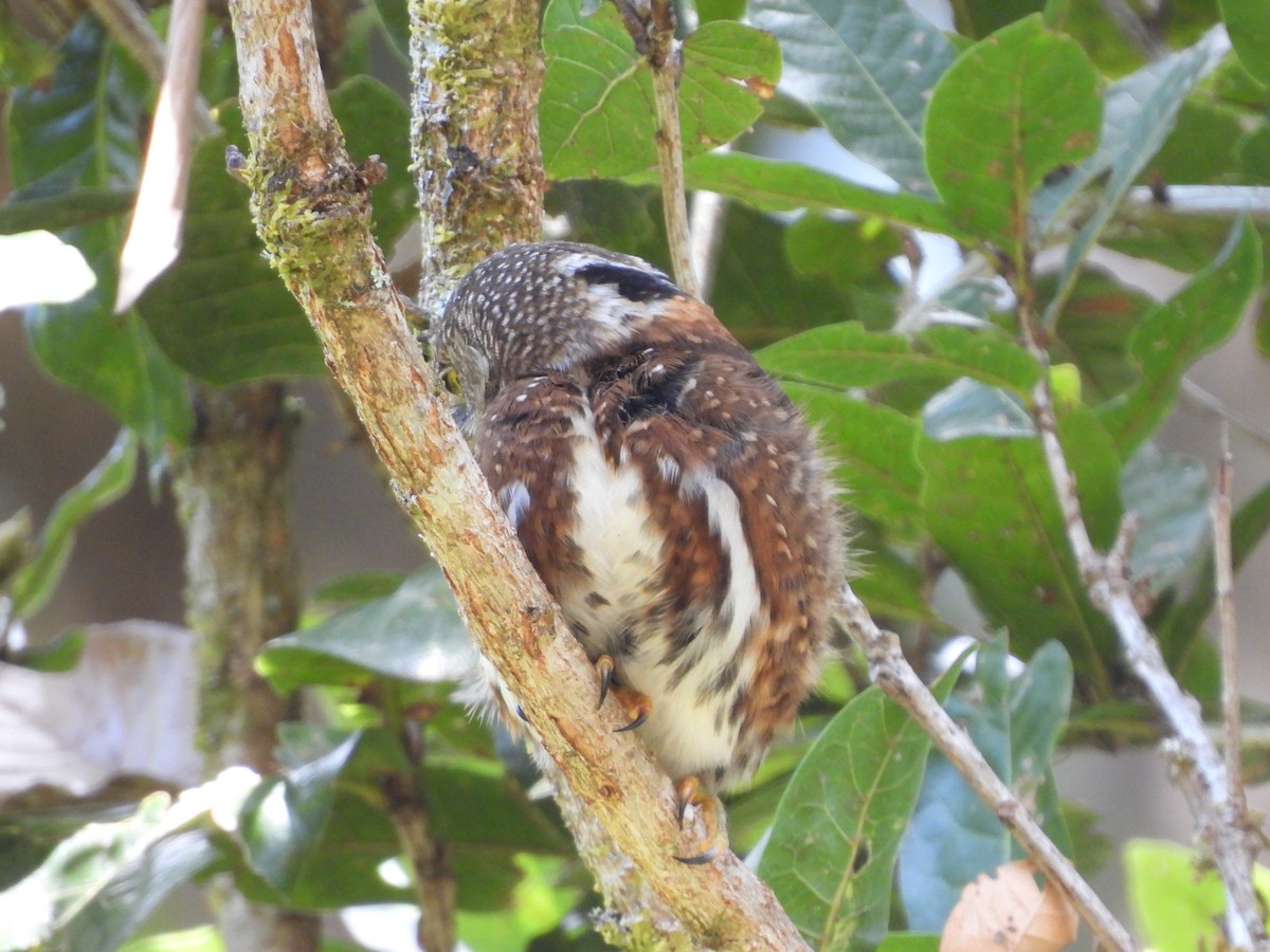 Costa Rican Pygmy-Owl - ML616828817