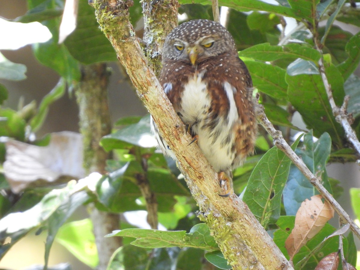 Costa Rican Pygmy-Owl - ML616828818