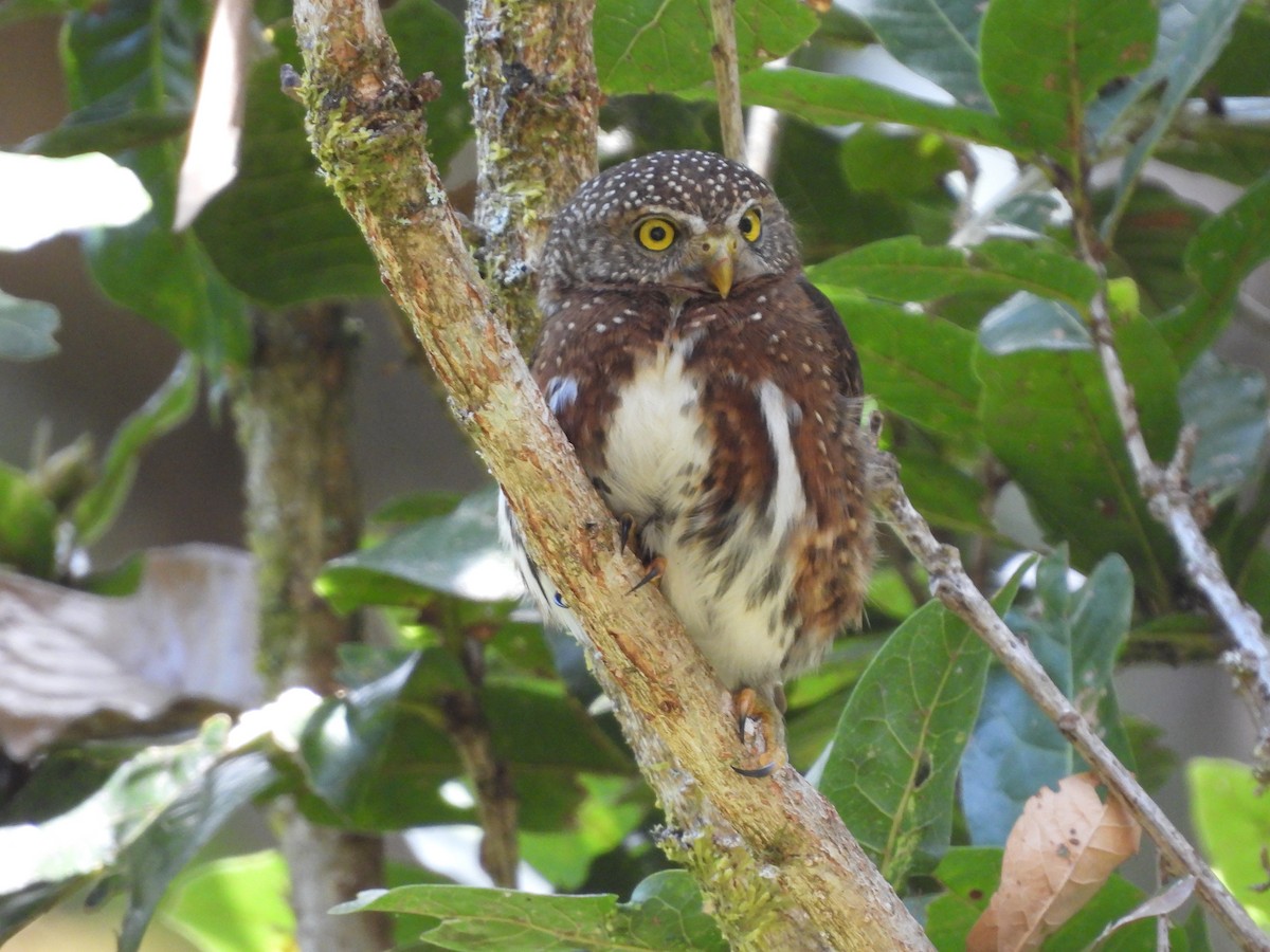Costa Rican Pygmy-Owl - Donna Kenski