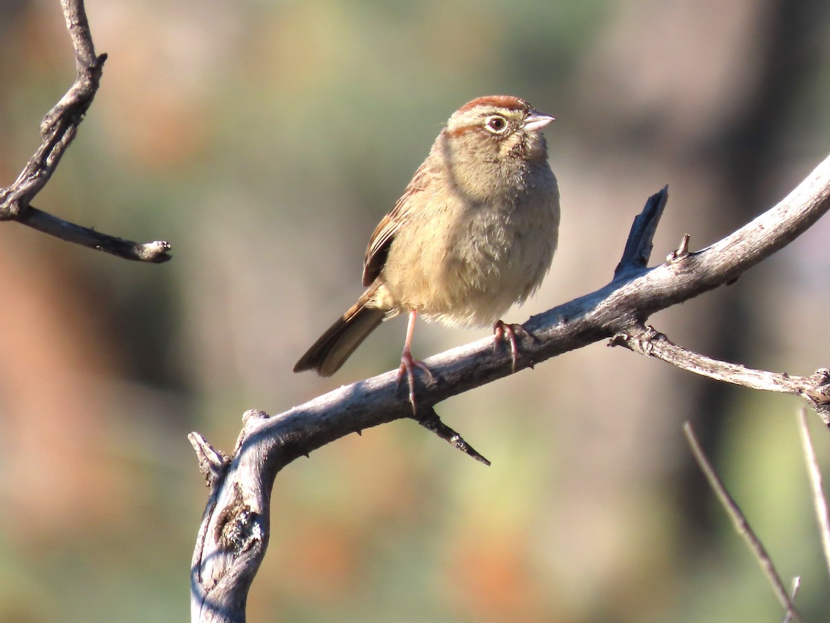 Rufous-crowned Sparrow - Rick Saxton