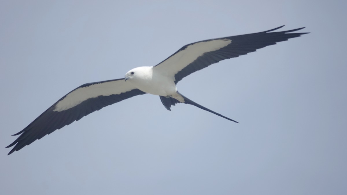 Swallow-tailed Kite - ML616829021