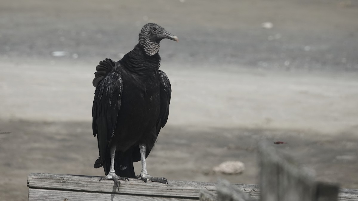 Black Vulture - ML616829031