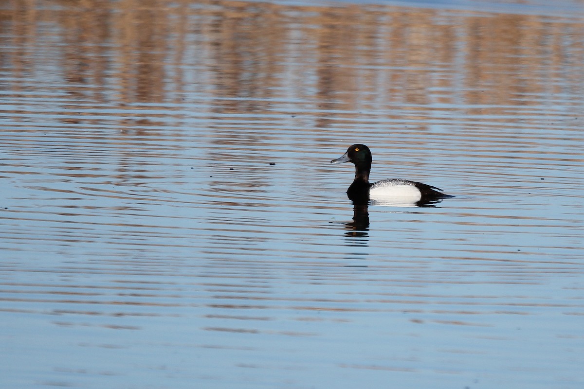 Greater Scaup - ML616829036