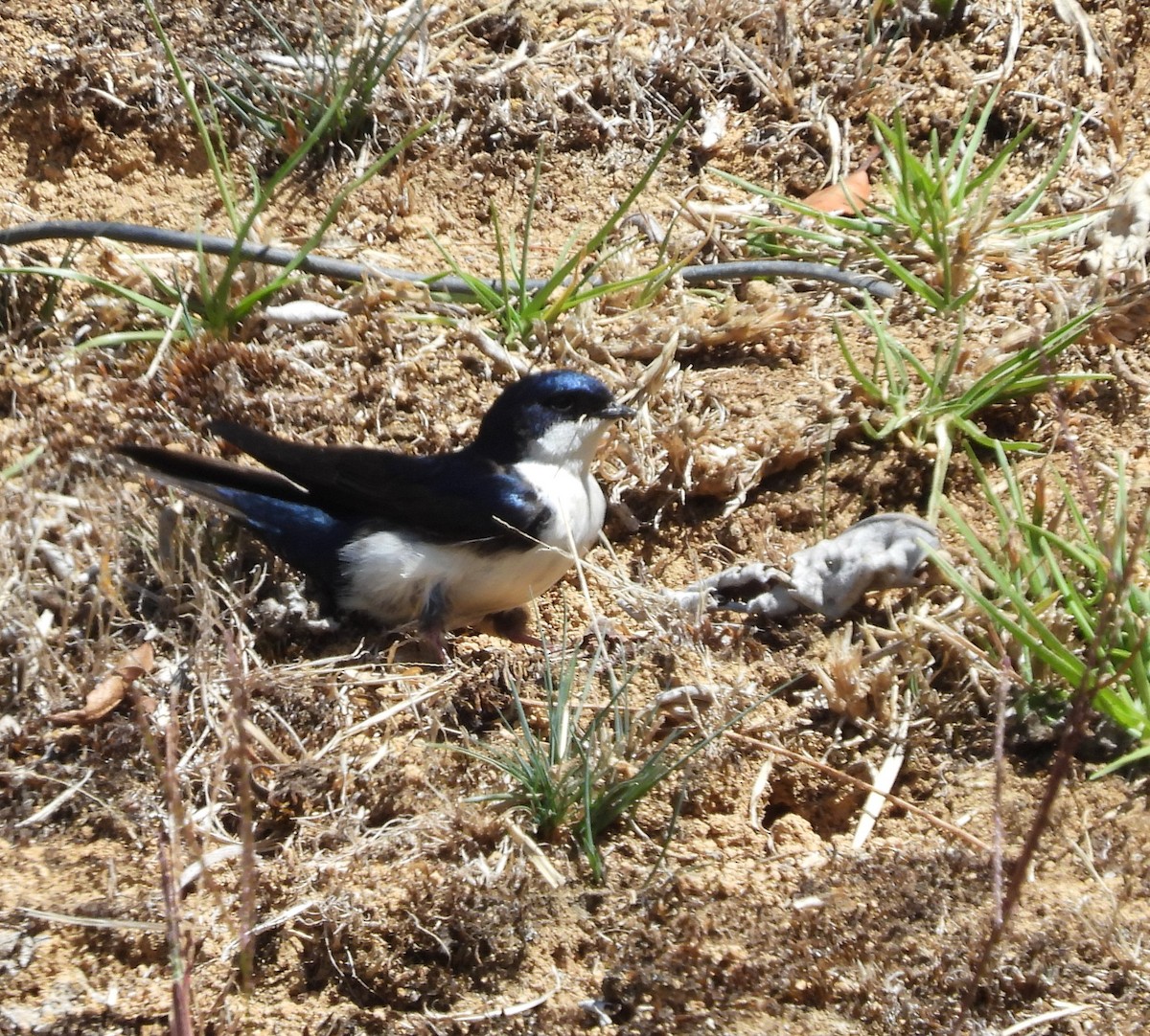 Blue-and-white Swallow - ML616829070