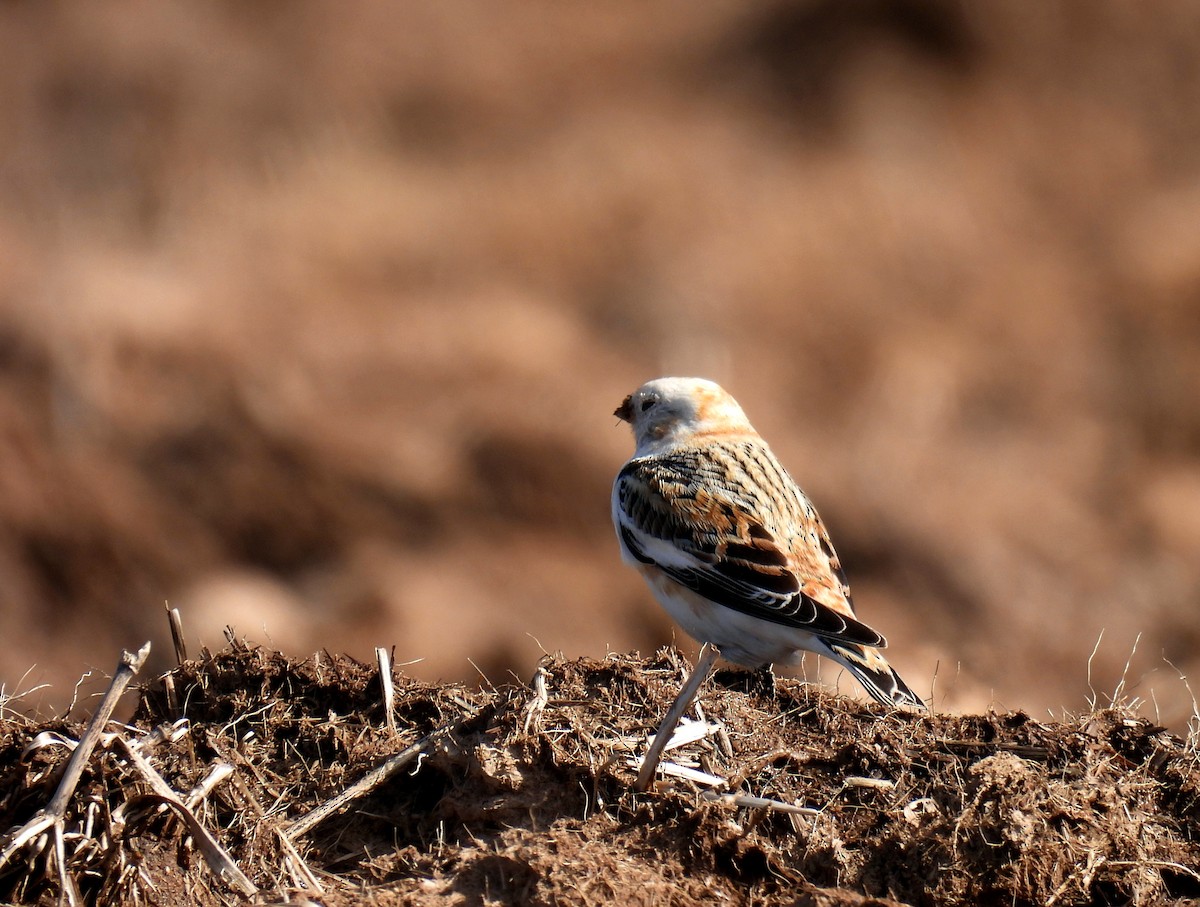 Snow Bunting - Guillaume Daigle