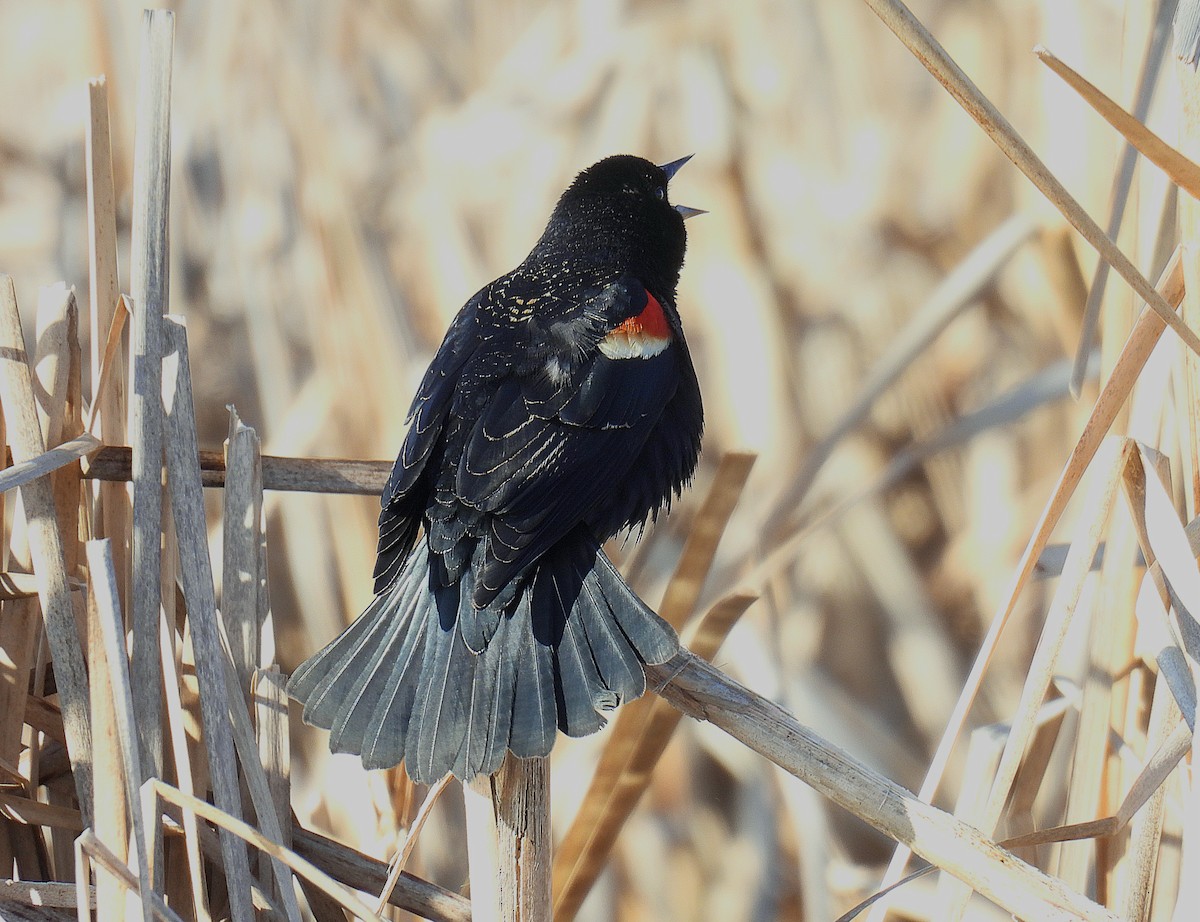 Red-winged Blackbird - ML616829129