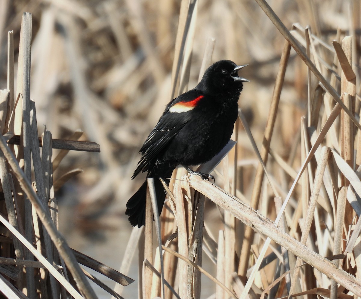 Red-winged Blackbird - ML616829130