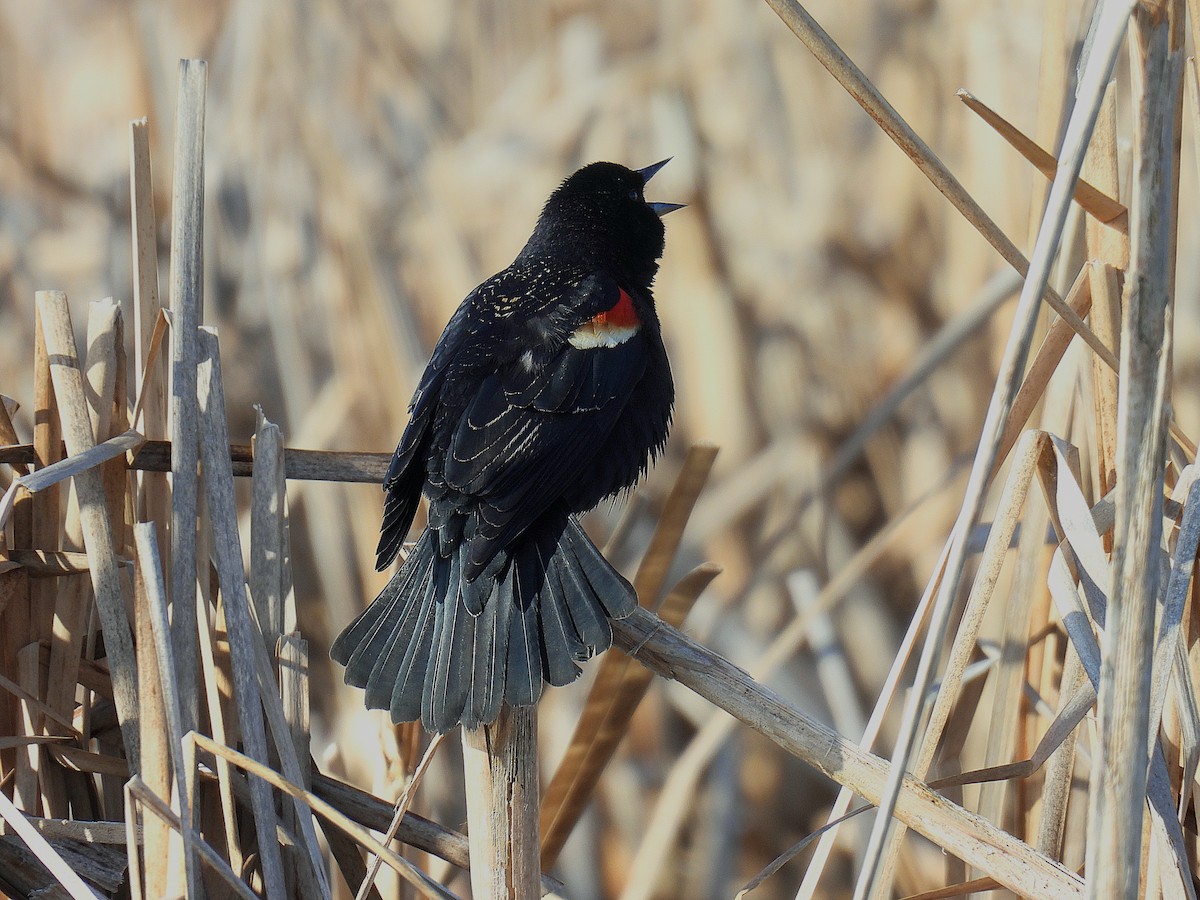 Red-winged Blackbird - ML616829131