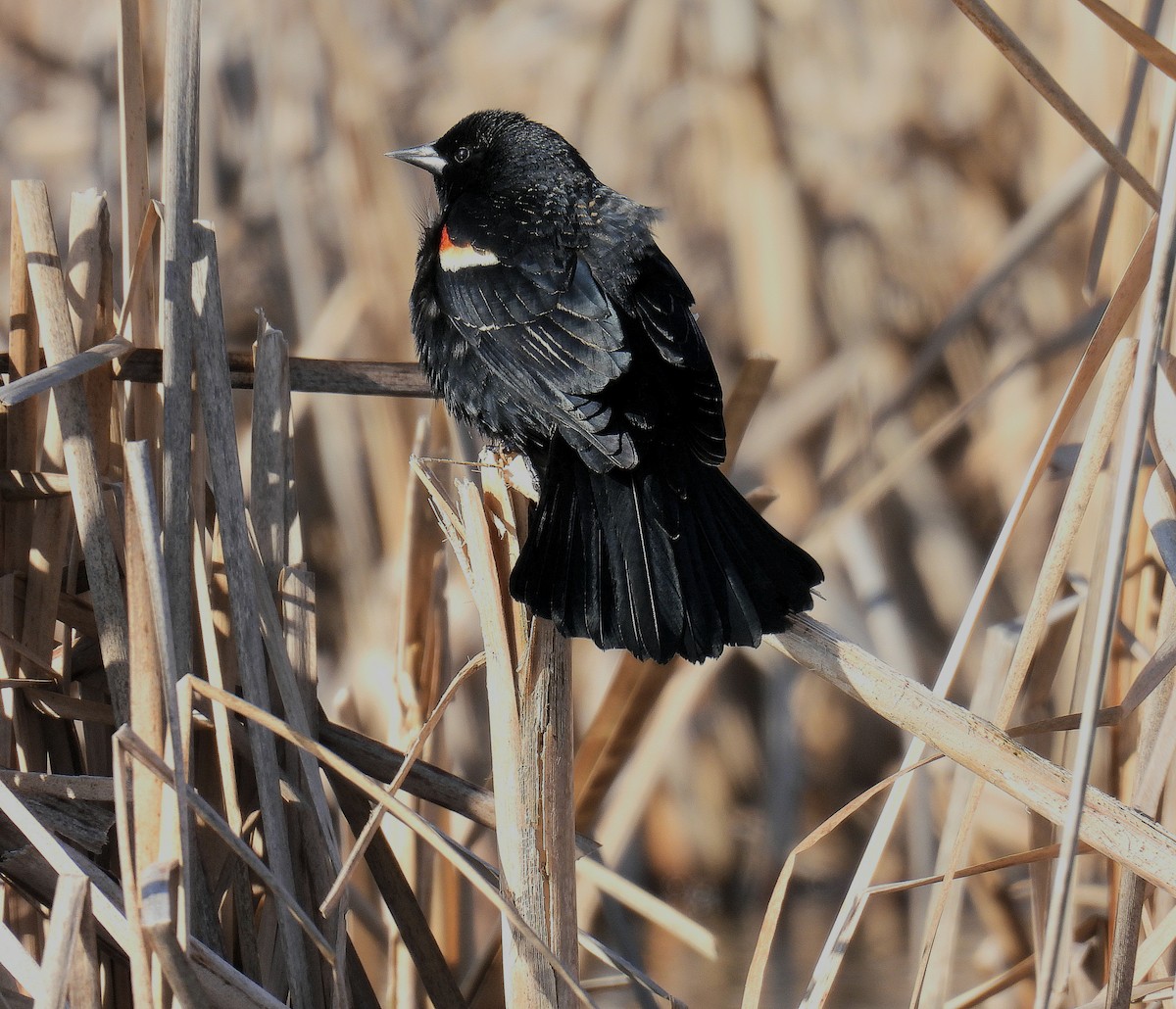 Red-winged Blackbird - ML616829132
