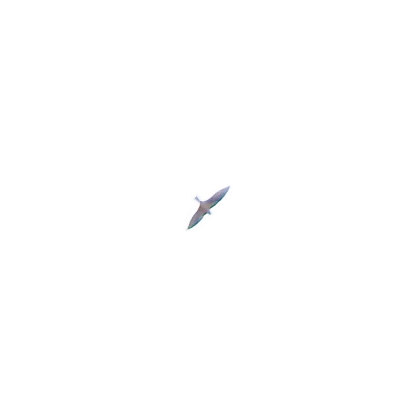 Barn Swallow - ML616829143