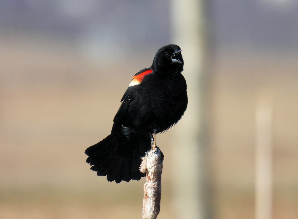 Red-winged Blackbird - ML616829156