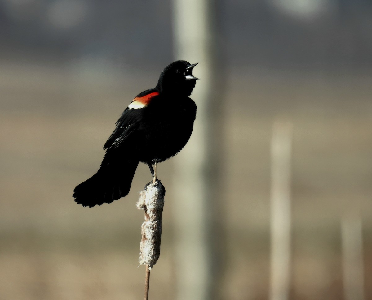 Red-winged Blackbird - ML616829157