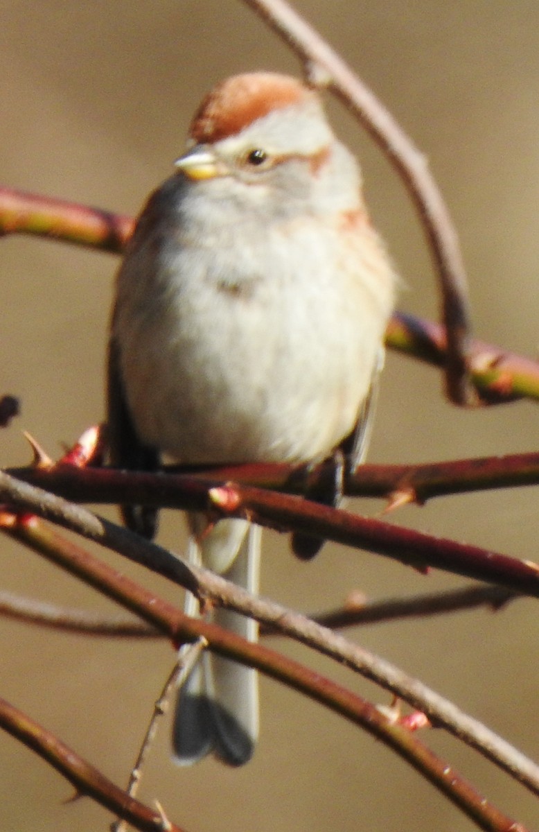 American Tree Sparrow - alan murray