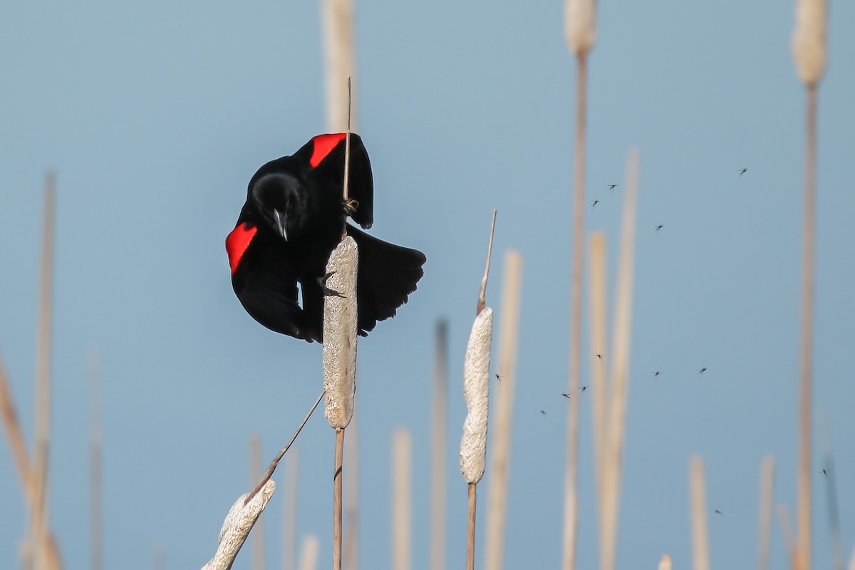Red-winged Blackbird - ML616829160