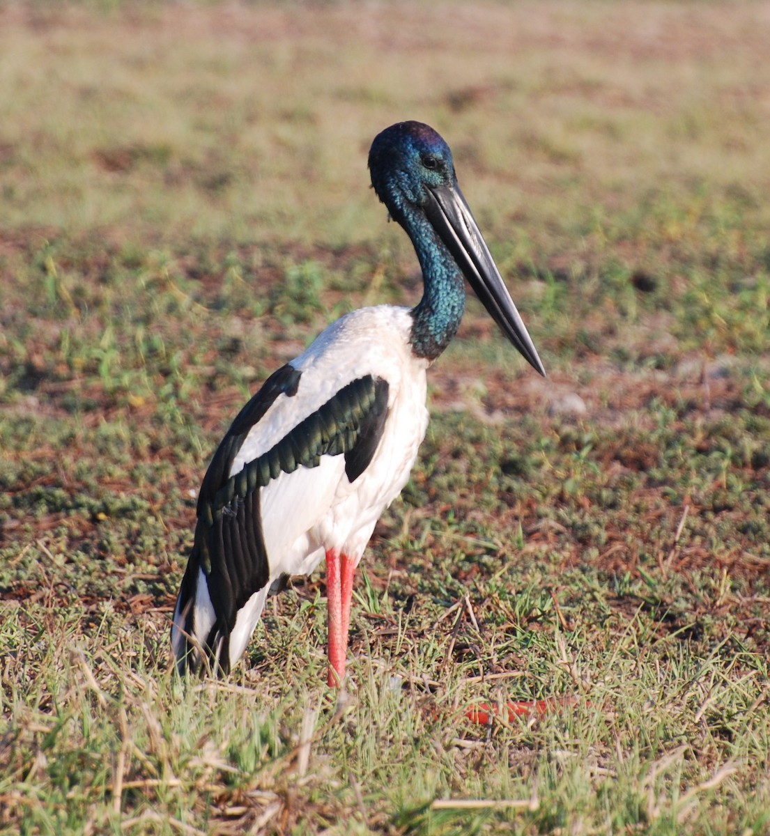 Black-necked Stork - ML616829204