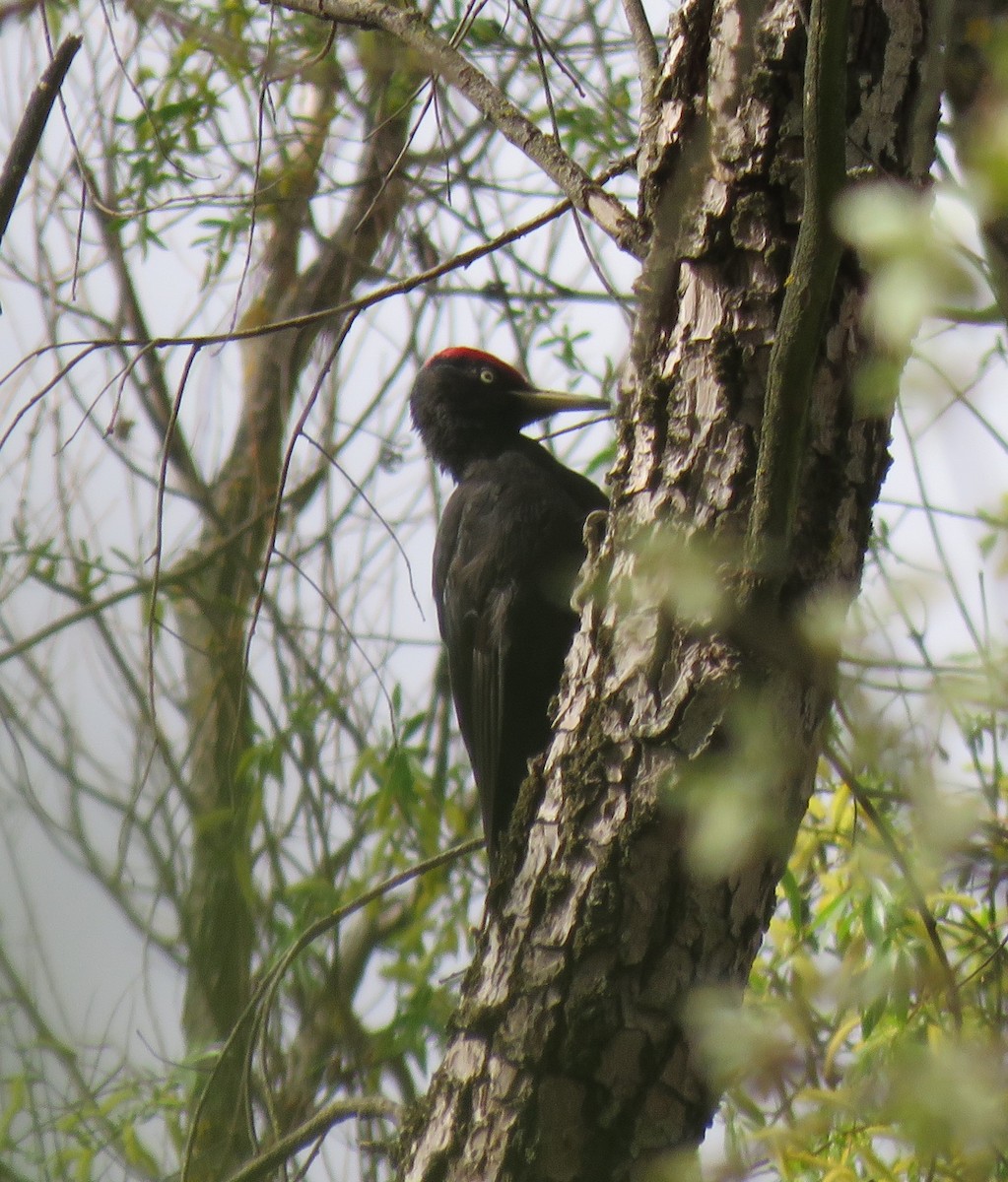 Black Woodpecker - ML616829205
