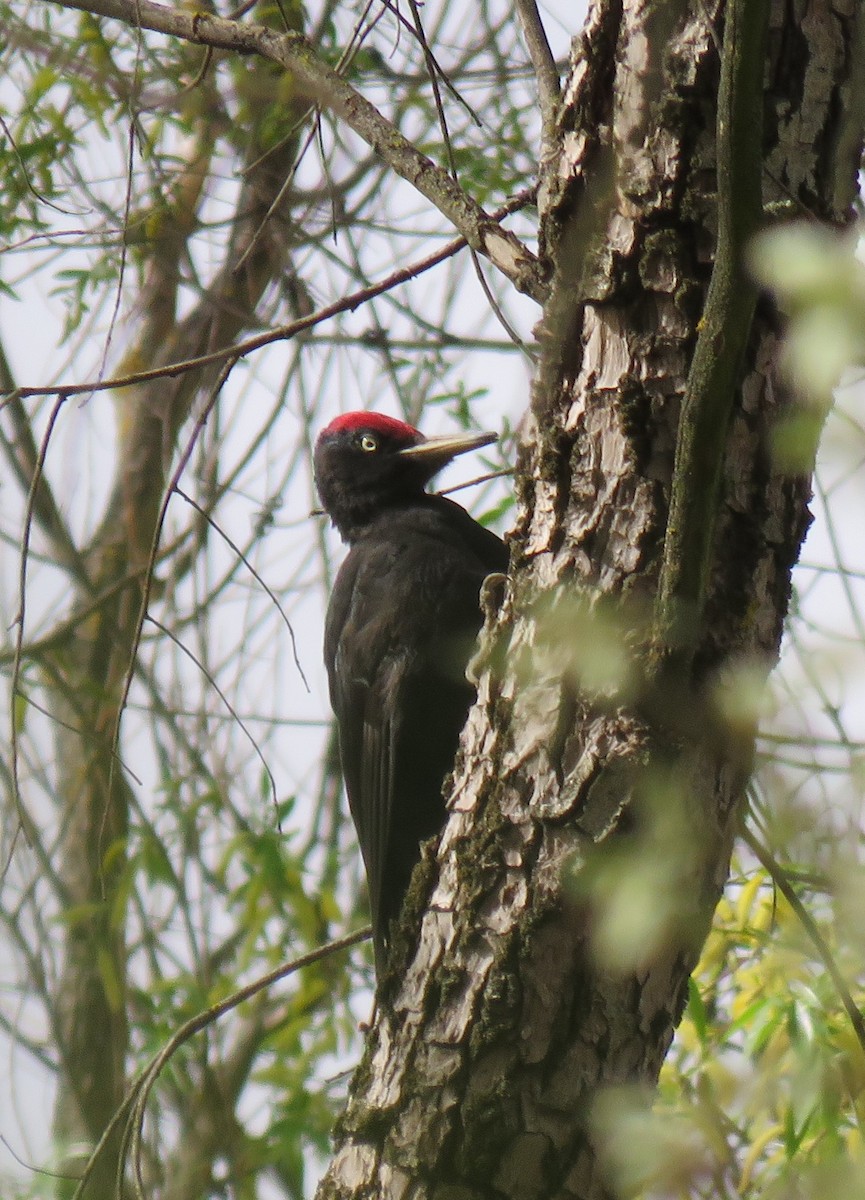 Black Woodpecker - ML616829206