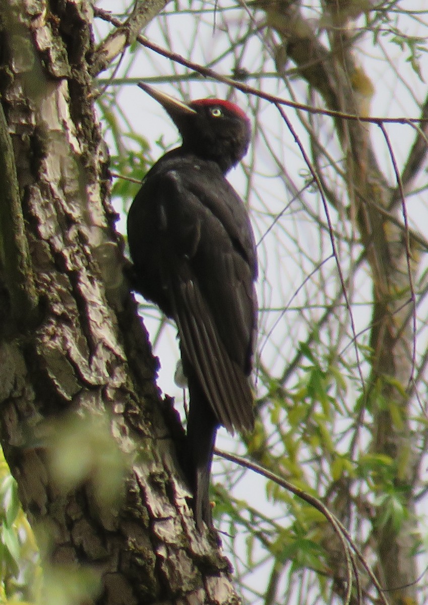 Black Woodpecker - ML616829207