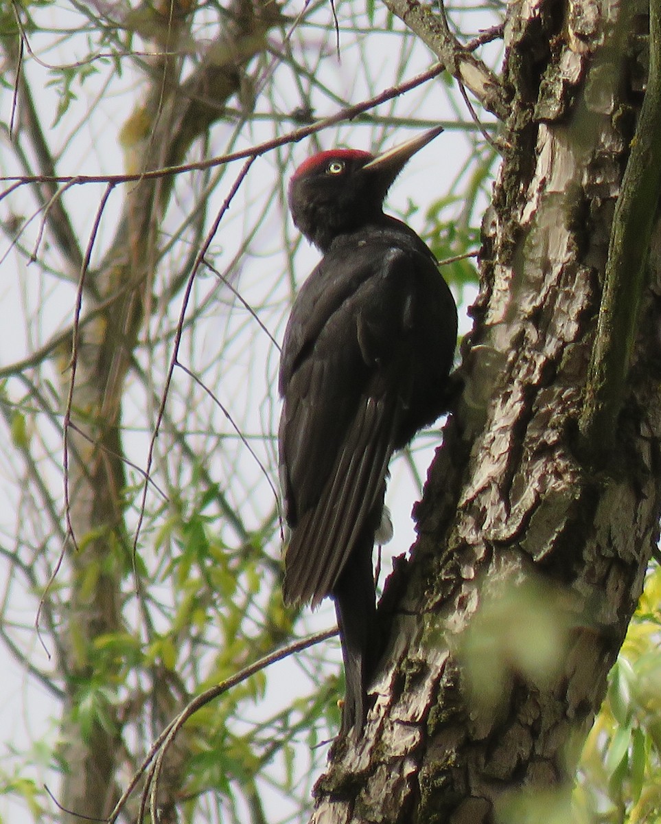 Black Woodpecker - ML616829208
