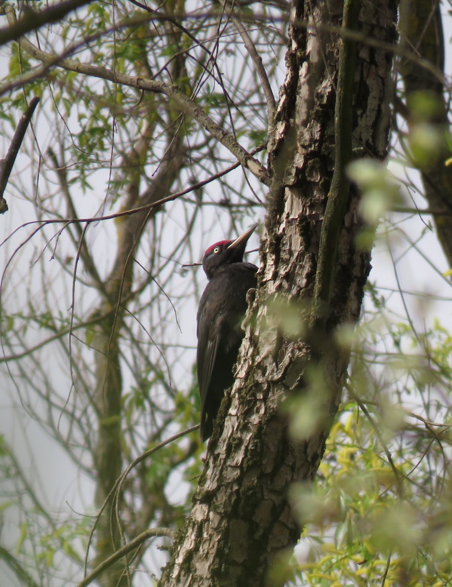 Black Woodpecker - ML616829209