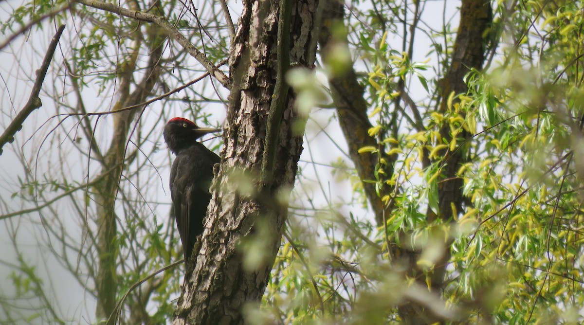 Black Woodpecker - ML616829210